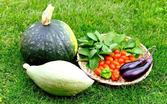 家庭菜園ビギナーにおすすめ 育てやすいハーブと野菜15選