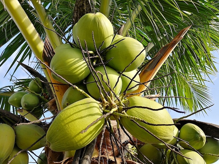 エルダーベリーとは何ですか？